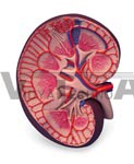 Basic Kidney Section Model, 3 times full-size